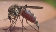 State health officials confirm first 2025 case of West Nile, urge caution