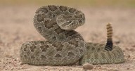 Kansas town warns residents after rattlesnake kills dog
