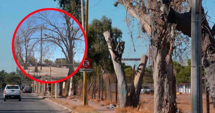 Han retirado al menos 800 árboles secos en Cajeme