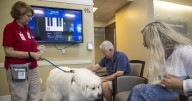 Therapy dogs help patients and staff, but not every dog fits