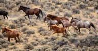 BLM Gathers 1,677 Animals in Adobe Town Management Area