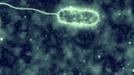 Flesh-eating bacteria: Vibrio vulnificus cases, which cause necrotizing fasciitis, rising due to climate change, scientists say