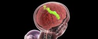 Some Layers of Your Brain Actually Get Stronger as You Age