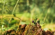 El insecto híbrido invasor Frankenstein daña plantas y humanos: puede soportar casi cualquier condición climática o terreno