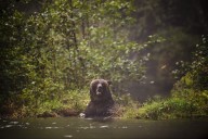 Fisher expected to recover after grizzly attack in southern Alberta: Parks minister