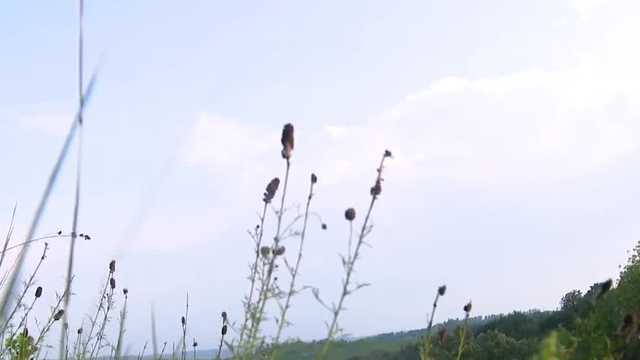 Iowa nonprofit hosts community seed harvest aimed to restore its nature