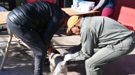 Vacunación antirrábica en San Salvador de Jujuy: cronograma del 25 al 30 de agosto