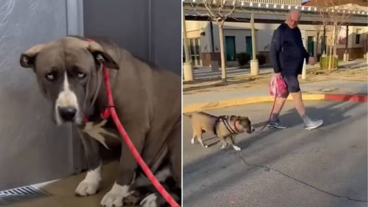 Broken-Hearted Dog Abandoned At California Shelter Keeps Hiding From Everyone In Her Tiny Kennel