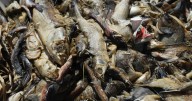 ¿Qué está pasando en la laguna de Tres Palos, en Acapulco? Mueren miles de peces desde hace 2 semanas