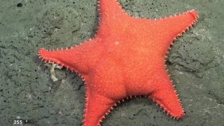 Una fábrica de pastas creó sorrentinos con la forma de la "estrella culona" del CONICET