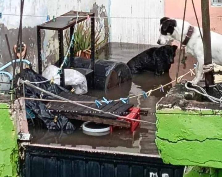 Reportan 104 viviendas afectadas por inundaciones en Celaya