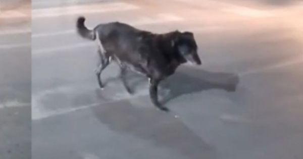 El gesto más tierno: frenaron autos y colectivos para que un perrito cruce seguro