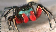 Scientists Painted Male Jumping Spiders Red To Test The "Sea Of Red" Hypothesis