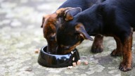 Major recall of Viva Raw dog food due to Salmonella, Listeria