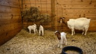 What animals can be housed inside Cumberland County limits?