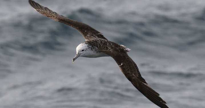 Study finds seabirds only poop while flying