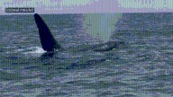 VIDEO: Orca named Old Thom swims with dolphins off Mass.
