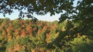 Dry August could dim Northeast Ohio’s fall colors