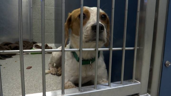 Clear the Shelters event aids local dogs in finding homes