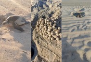 Temporada de tortugas en curso: advierten sobre cuatrimotos y mascotas en playas