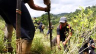 Los cultivos y las rutas de la coca que propulsan el conflicto armado: la erradicación sigue sin despegar