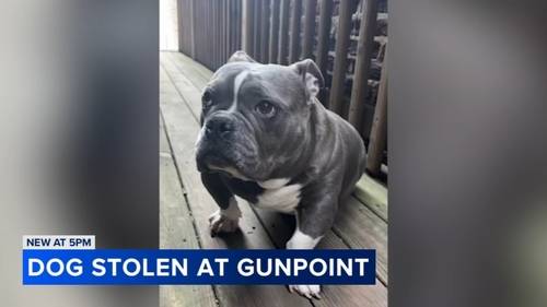 Chicago crime: Micro bully dog, 'Mamas,' found after being stolen from Gage Park alley at 59th, Troy, owner says