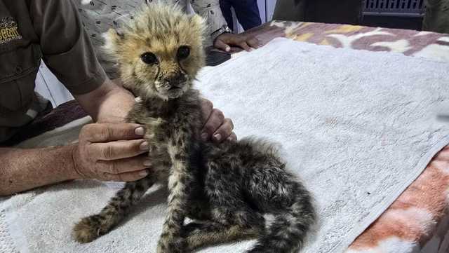 Ten cheetah cubs rescued from wildlife trade in Somaliland