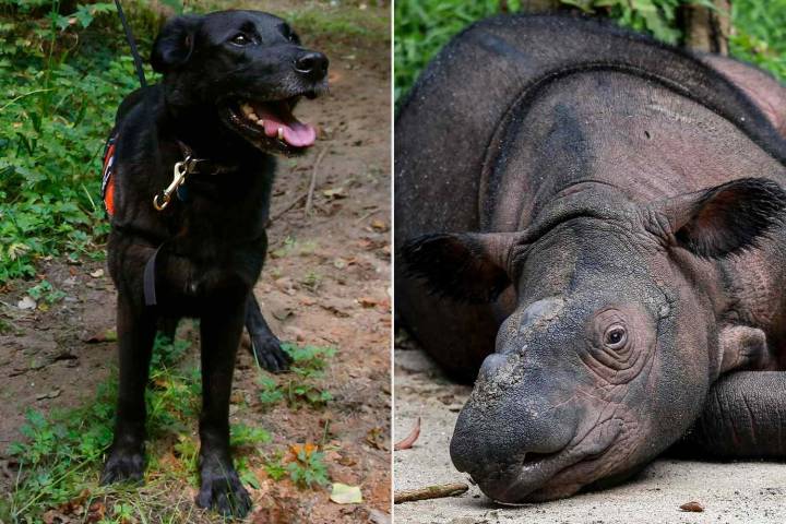 Sniffer Dogs May Have Found Lost and ‘Critically Endangered’ Sumatran Rhinos