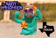Protect Your Furry Friends: Halloween Safety Tips For Pet Owners