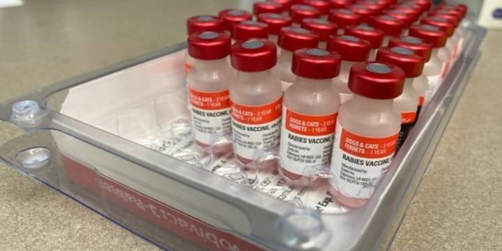 Stone Mountain cat tests positive for rabies, DeKalb County officials say