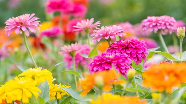The Easy Trick You Need For An Endless Supply Of Colorful Zinnias Every Year