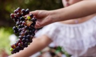 Coahuila: vendimias atraen a turistas y fortalecen economía en Parras y Arteaga