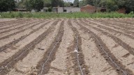 Lluvias favorecen recuperación del campo potosino