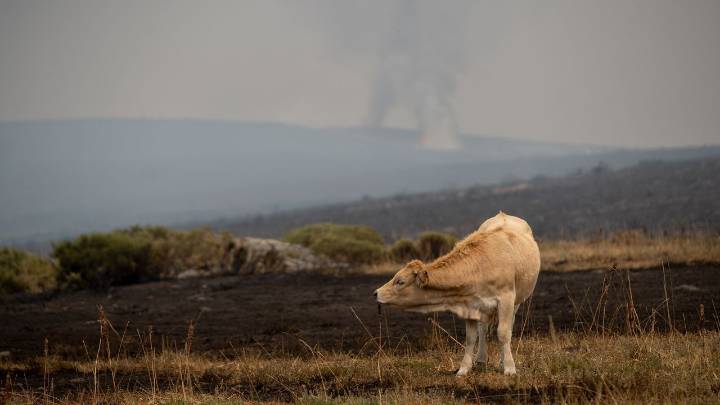 Los incendios avanzan cuatro veces más despacio desde el final de la ola de calor