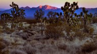 70 piles of cremated human remains discovered in Nevada desert