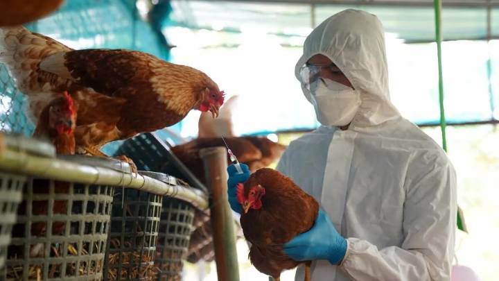 Brote de influenza aviar en Buenos Aires afecta exportaciones y alarma a productores