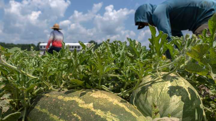 Indiana farmers rely on migrants to put food on your table. Will Trump policies threaten that?