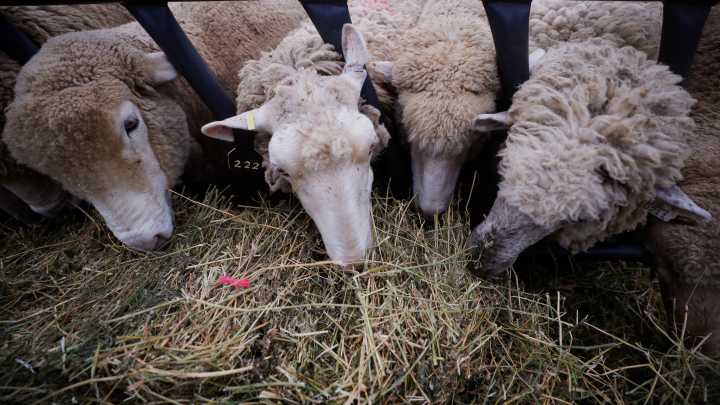 Parasite patrol roadshow to equip Iowa sheep producers with tools to combat parasite threats