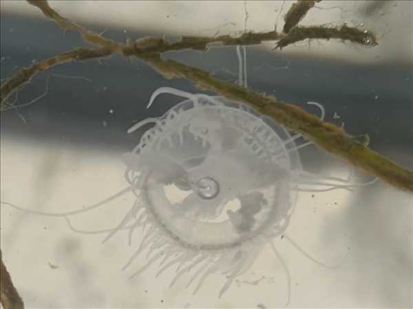Rare sightings of Lake Erie jellyfish have people buzzing