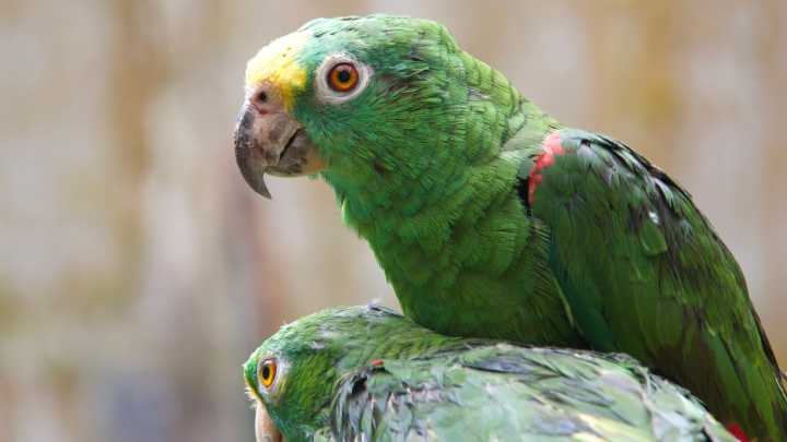 La Carder lidera estudio genético de loras frente amarillas que se encuentran en el hogar de paso para identificar subespecies y determinar su procedencia geográfica