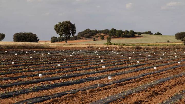 El guayule agarra en Santa Cruz de la Zarza: "Es una alternativa agronómica para los campos de nuestra zona"