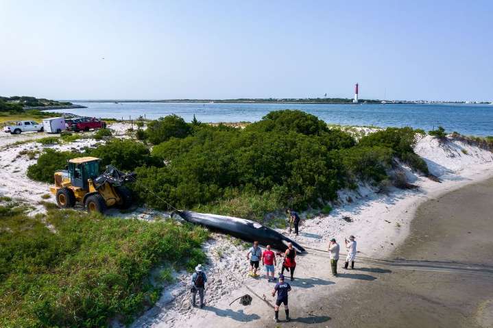 Whale that struck boat in Barnegat Inlet before washing up dead near channel was in poor condition prior to impact
