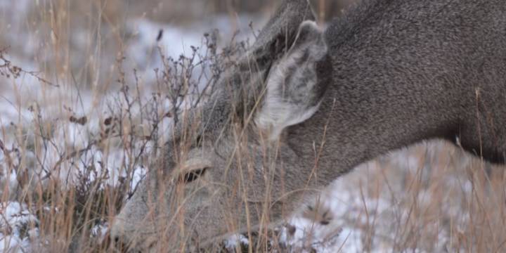 Deer tests positive for rabies in Waterford