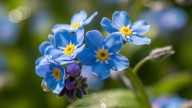 Las tres mejores flores para principiantes que podés sembrar en septiembre y llenar de color tu jardín
