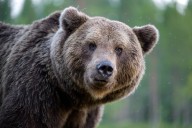 Mujer sufrió graves heridas tras ser atacada por un oso en Alaska