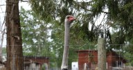 Dr. Oz and N.Y. billionaire spearhead effort to save B.C. ostriches