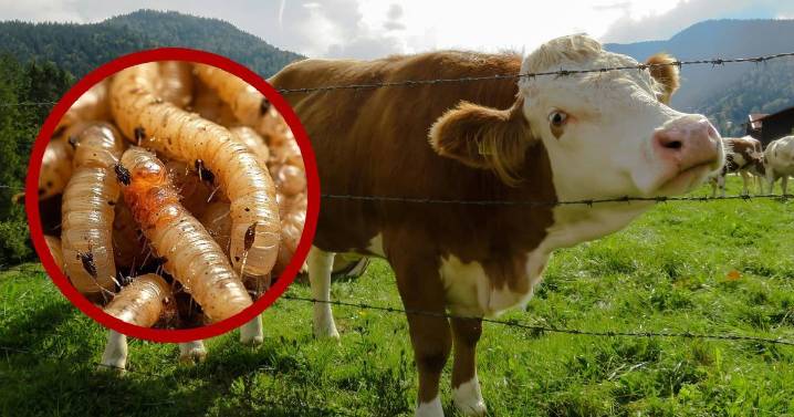 EU construirá planta en Texas para combatir plaga de gusano barrenador