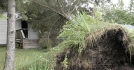 Thousands of trees downed, power outages continue after severe storm