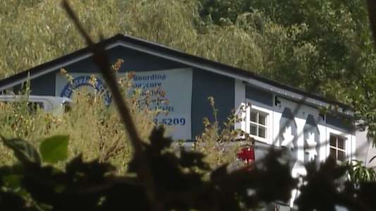 Charges filed against owners of New York boarding facility after 21 dogs found dead