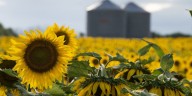 Avanza la siembra de girasol